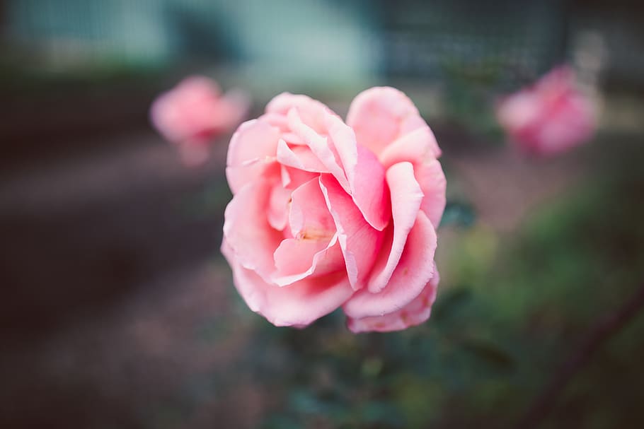 pink rose, flower, blossom, plant, geranium, petal, pollen, sprout