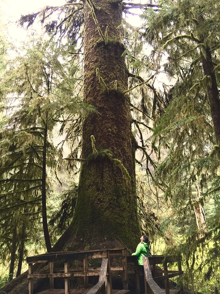 canada, carmanah walbran provincial park, old growth tree, sitka spruce, HD wallpaper