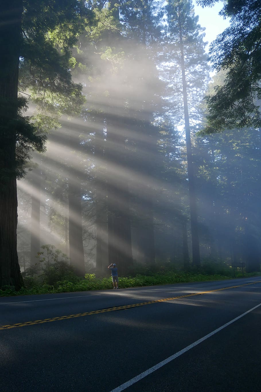 man taking photo of trees, united states, road, forest, sunlight, HD wallpaper
