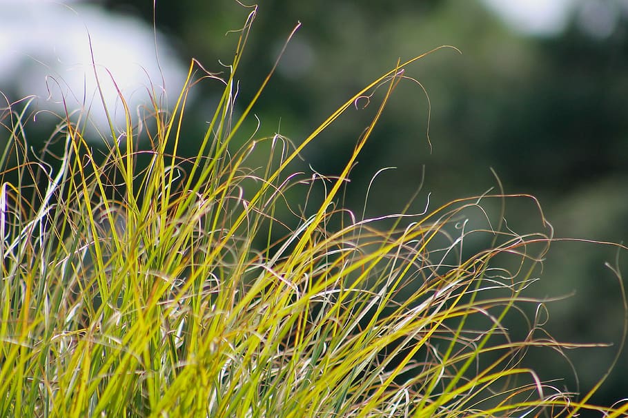grass, golf, green, vegetation, plant, park, growth, green color HD wallpaper