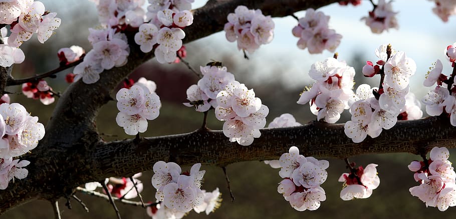flowers, white, spring, casey, tree, nature, supplies, nice HD wallpaper