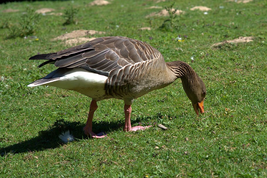 wild goose, bird, bill, migratory birds, water bird, nature HD wallpaper