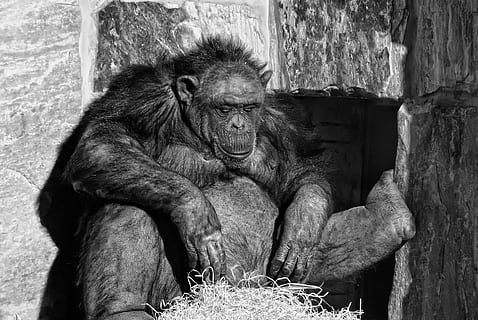 chimp, chimpanzee, monkey, zoo, black, animal, wild, nature HD wallpaper
