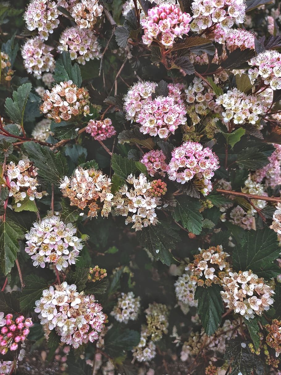 pink, flowers, flowering plant, vulnerability, fragility, beauty in nature HD wallpaper