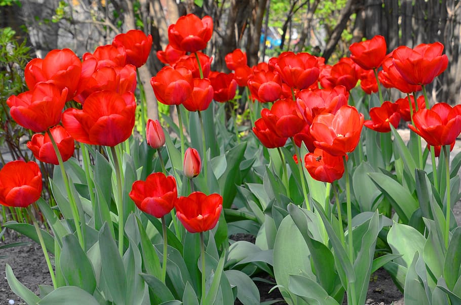 tulips, flowers, spring, nature, garden, flora, lying, decoration HD wallpaper