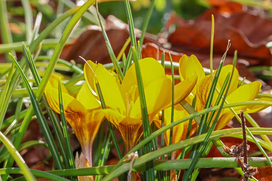 crocus, yellow, flower, spring, nature, early bloomer, harbinger of spring HD wallpaper