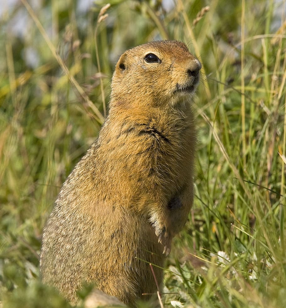 squirrel, ground, wildlife, nature, cute, outdoors, portrait HD wallpaper