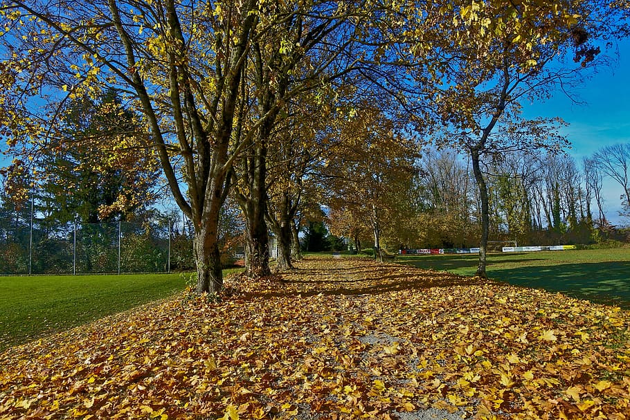 autumn, late autumn, leaves, autumn colours, colorful, fall color, HD wallpaper
