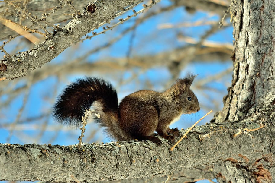 squirrel, nature, animals, mountain, rodent, animal wildlife HD wallpaper