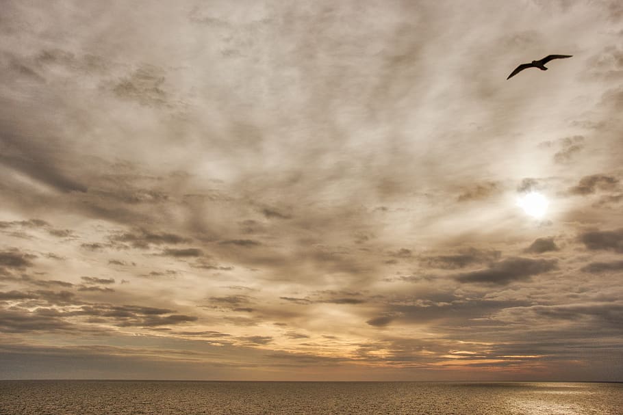 seagull, mar, c, flight, dom, nature, bird, water, woman, sky HD wallpaper