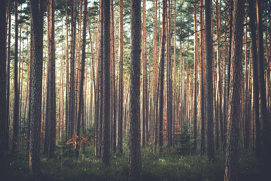 trees, forest, woods, thicket, pine trees, conifer, growth HD wallpaper