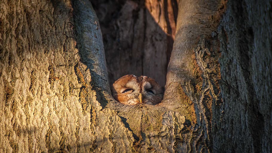 owl hiding inside tree ho9le, animal themes, mammal, trunk, tree trunk HD wallpaper