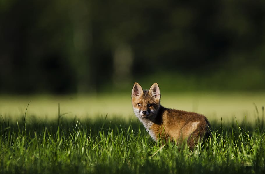 fox, nature, wild, animal, one animal, animal themes, grass HD wallpaper