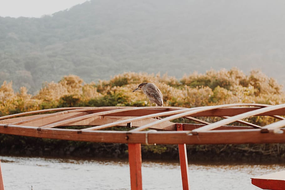 brown bird perching on brown stand, animal, boat, vehicle, transportation HD wallpaper