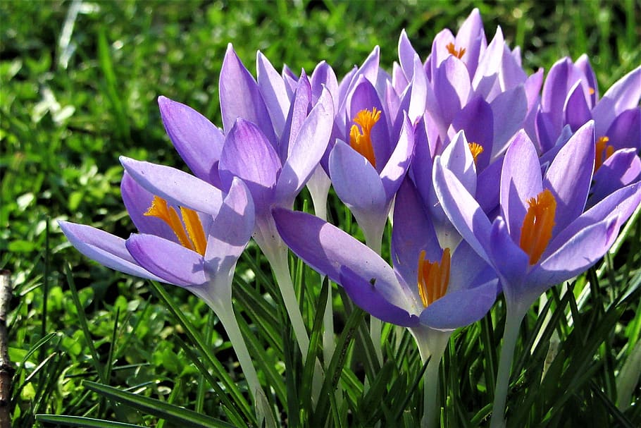 crocus, spring, flowers, lilac, violet, bloom, vegetable, blossom HD wallpaper