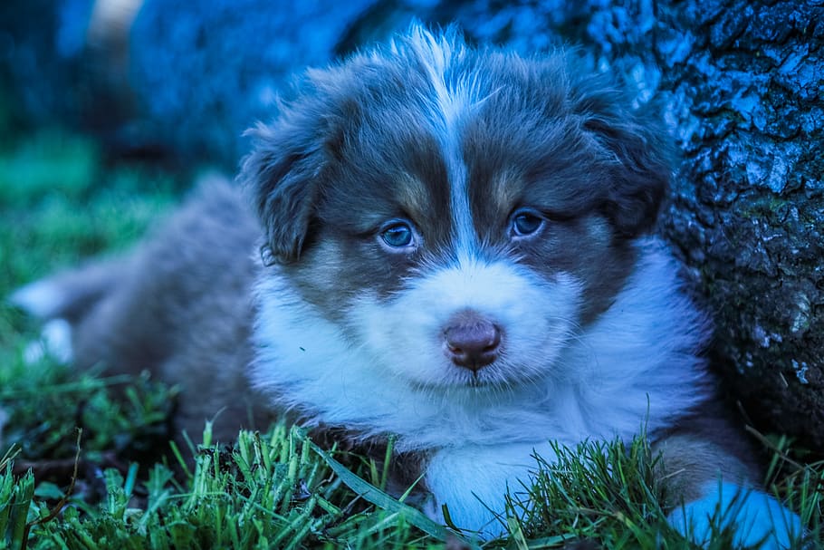 one animal, canine, domestic, dog, pets, mammal, animal themes HD wallpaper