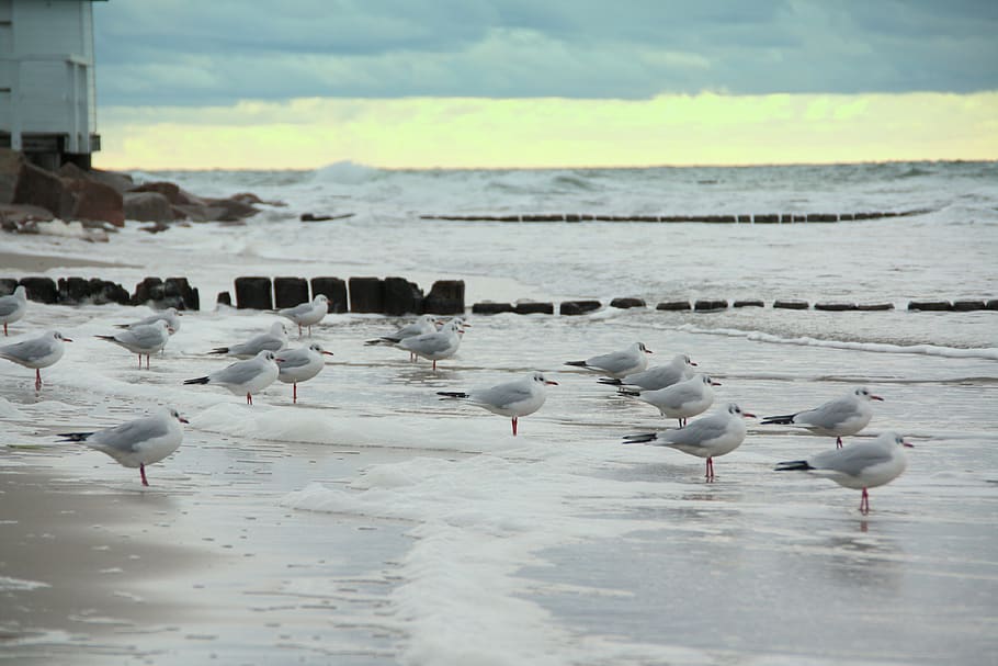 gulls, sea, beach, wave, swell, stormy, wind, forward, water HD wallpaper
