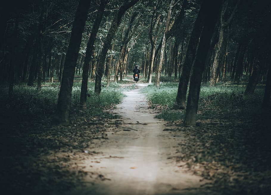 Photo of Man Riding Motorcycle in the Forest, daylight, environment HD wallpaper