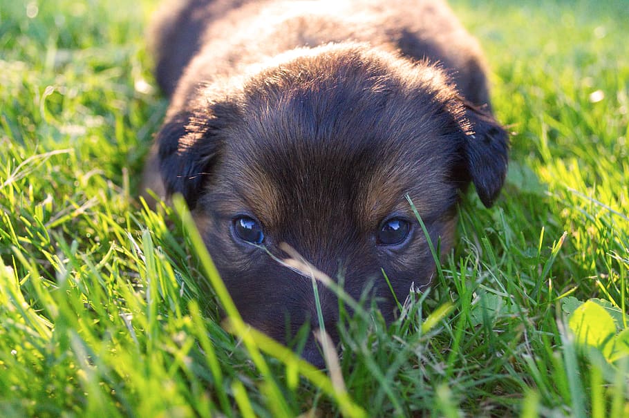 Puppy large. Bring a Puppy. Щенок домен. Surprises him with adorable Puppy.