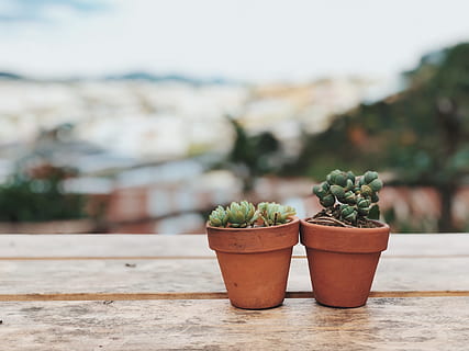 Two Potted Succulent Plants, macro, pot plants, potted plant HD wallpaper