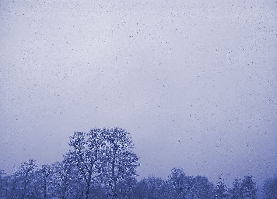 winter, trees, snow, plant, sky, nature, no people, bare tree HD wallpaper