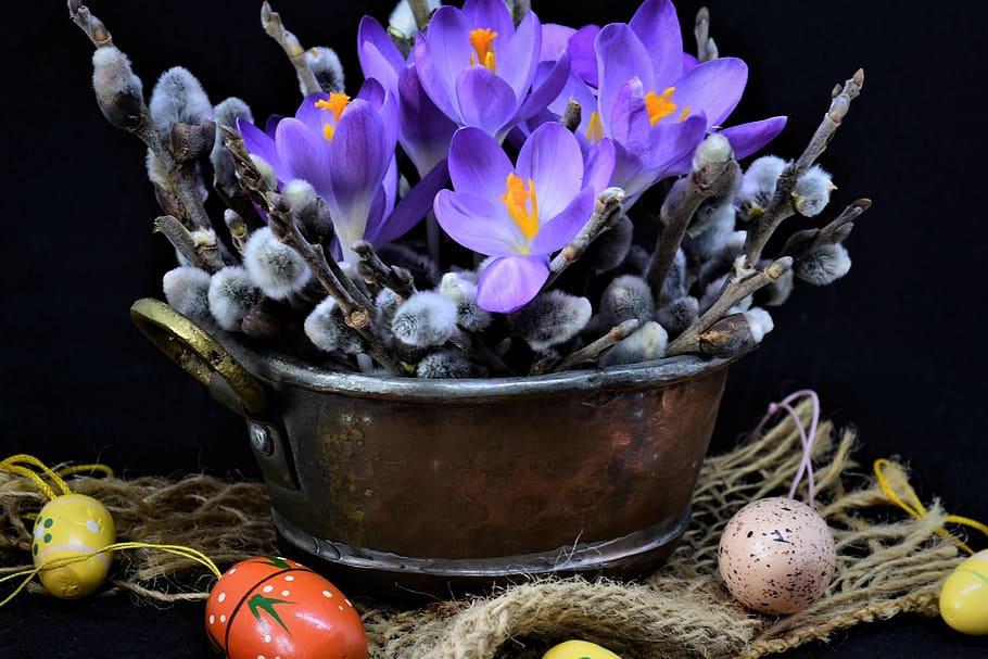 crocus, palm branches, easter, early bloomer, flowers, spring awakening HD wallpaper