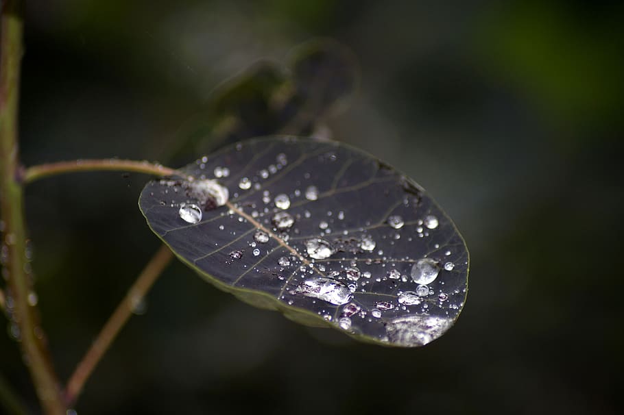 dewdrop, leaf, nature, water, macro, raindrop, drip, plant HD wallpaper