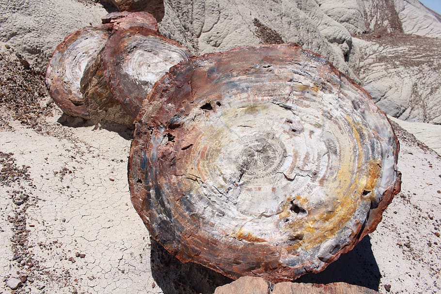 united states, petrified forest national park, tree, day, close-up, HD wallpaper