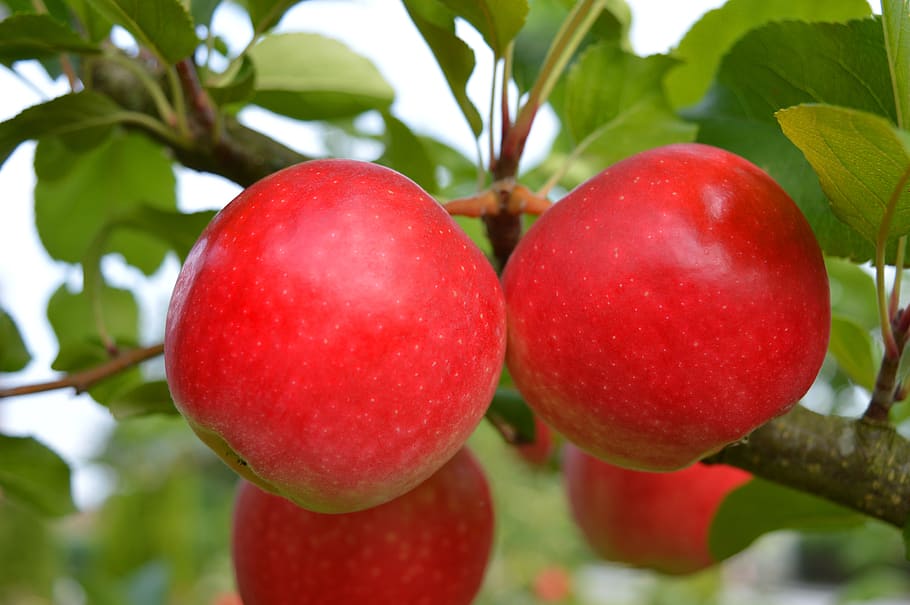 apple, red, fruit, apple tree, food, food and drink, healthy eating HD wallpaper