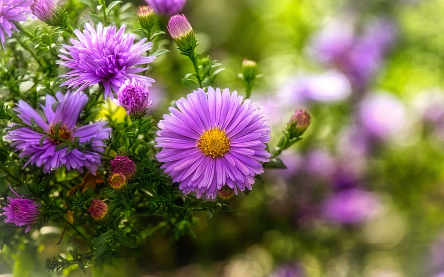 asters, bright, purple, pink, autumn, flowers, composites, greeting card HD wallpaper