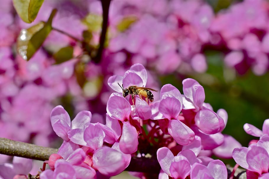 flower, pink, tree, bee, spring, nature, flowering plant, pink color HD wallpaper