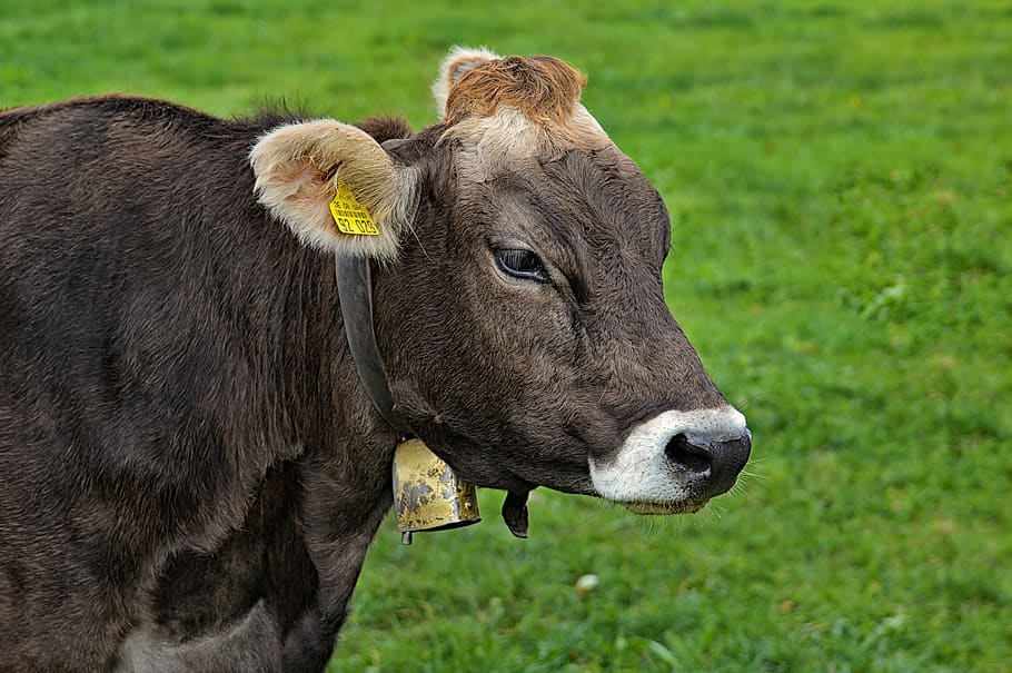 cow, allgäu, cows, ruminant, dairy cattle, pasture, animal HD wallpaper
