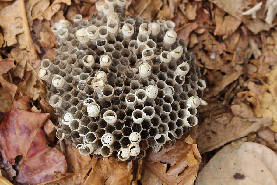 bee, beehive, nature, honey, honeycomb, invertebrate, insect HD wallpaper