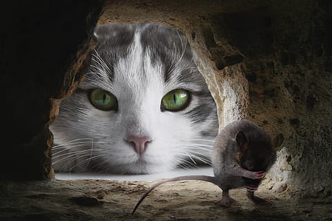 cat, mouse, hunting, cute, animal, lurking, funny, attention HD wallpaper