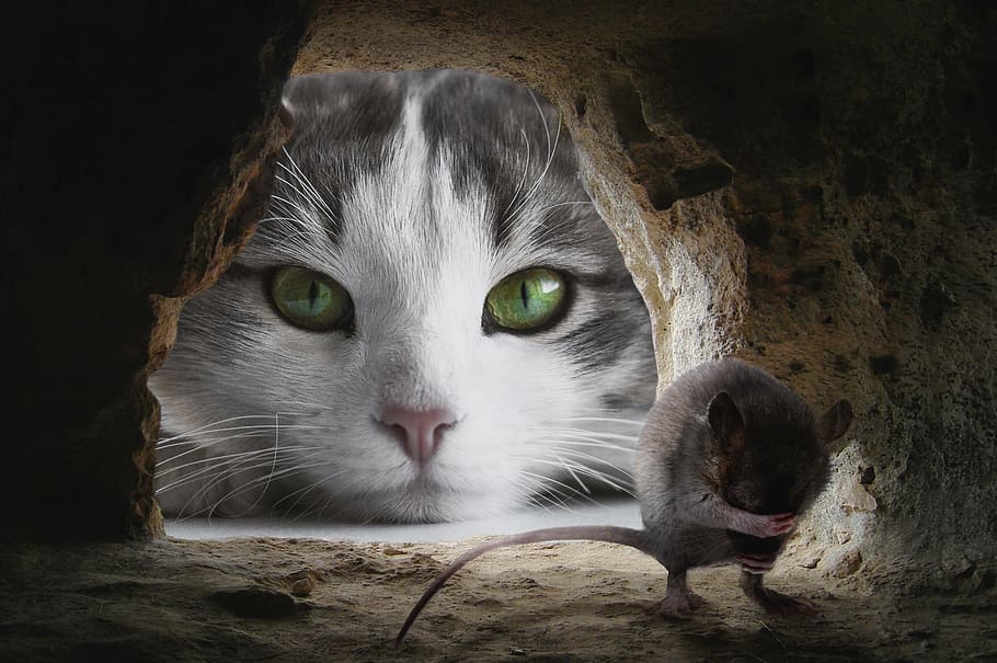 cat, mouse, hunting, cute, animal, lurking, funny, attention, HD wallpaper