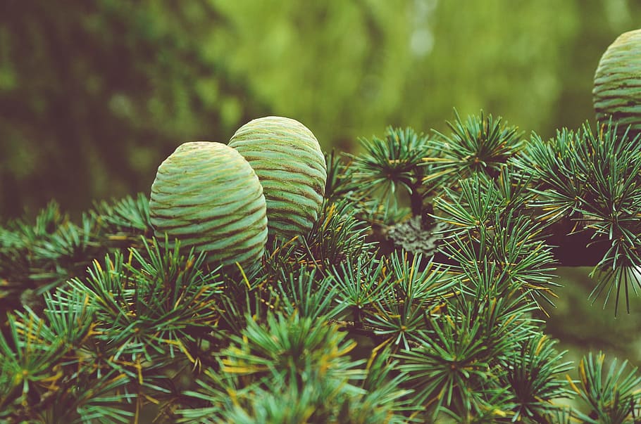 conifer cone, pine, green, leaf, plant, nature, garden, green color HD wallpaper