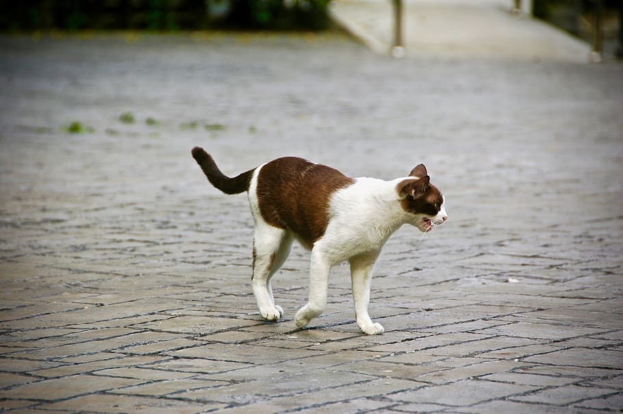 one animal, animal themes, domestic, pets, domestic animals HD wallpaper