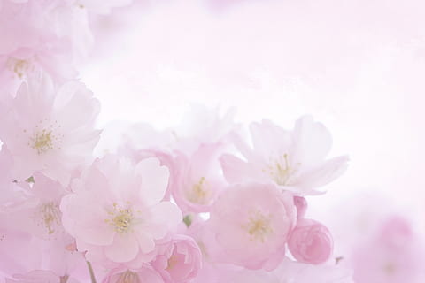 pink, blossom, bloom, spring, romantic, summer, close up, delicate flower HD wallpaper