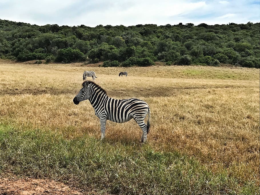 zebras on field, animal, plant, animal themes, striped, animal wildlife HD wallpaper