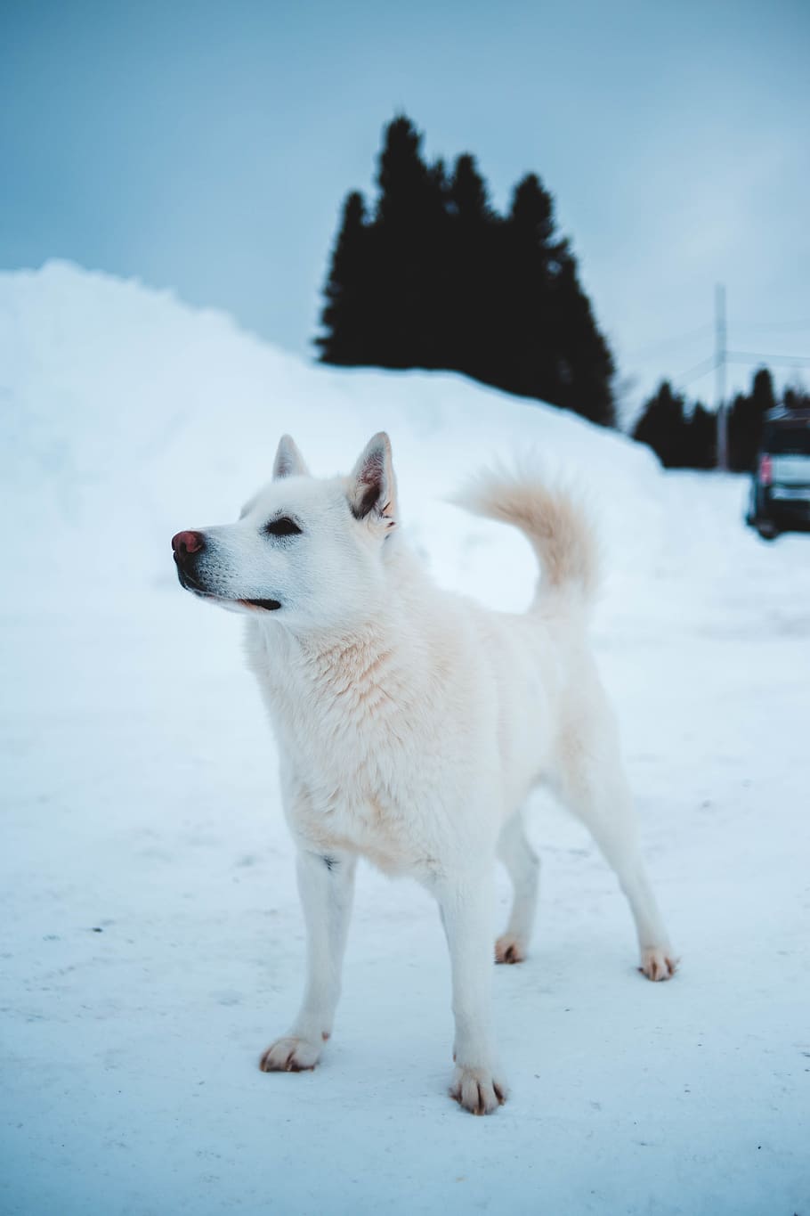 white coated dog, canine, mammal, pet, animal, husky, eskimo dog HD wallpaper