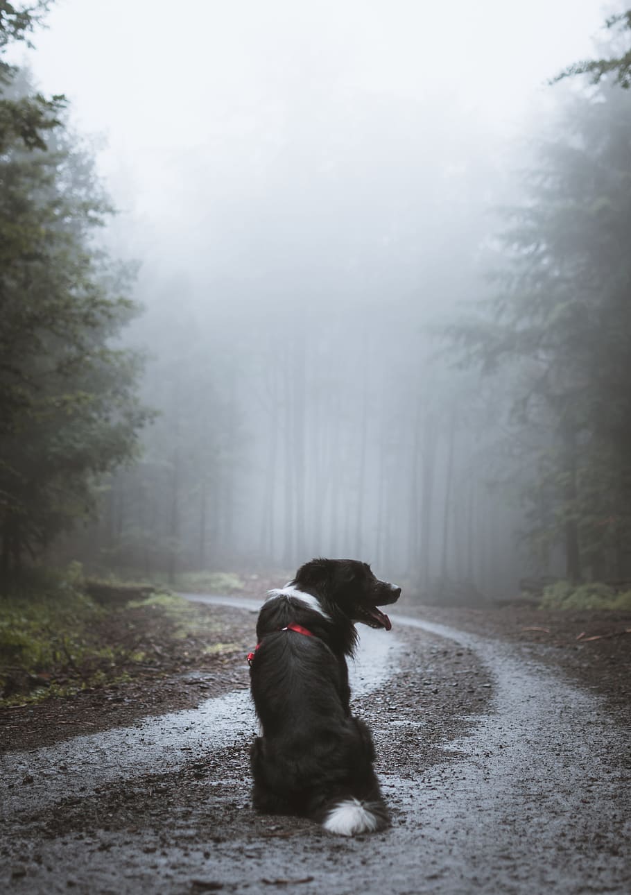 dog on empty road, path, forest, fog, haze, mist, cute, folk HD wallpaper