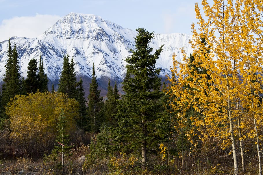 canada, fall, nature, landscape, trees, colors, foliage, autumn HD wallpaper