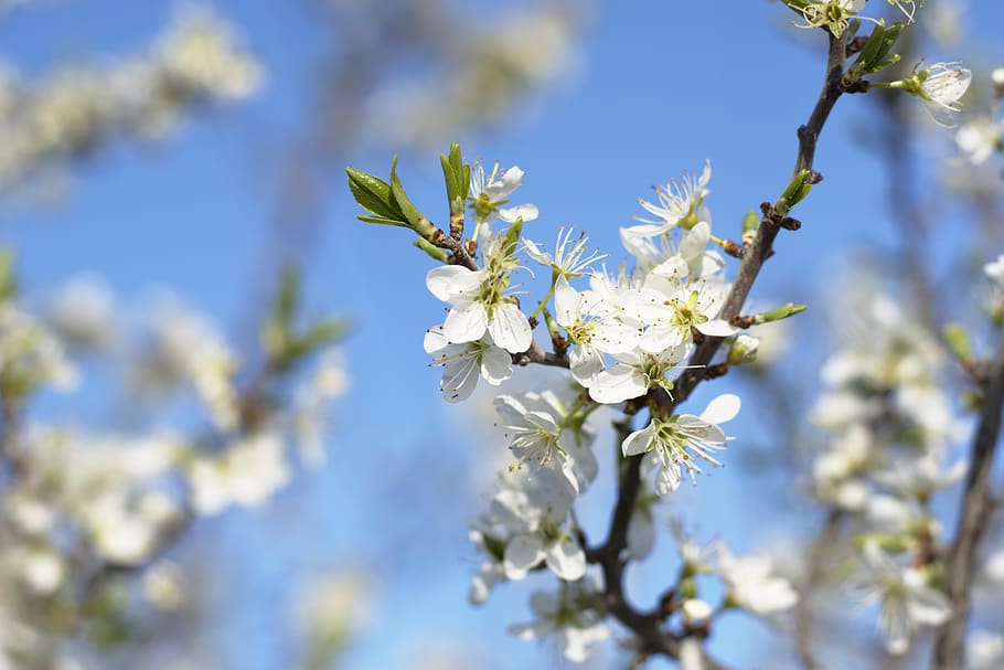 flower, spring, blue, nature, white, plant, flowering plant HD wallpaper