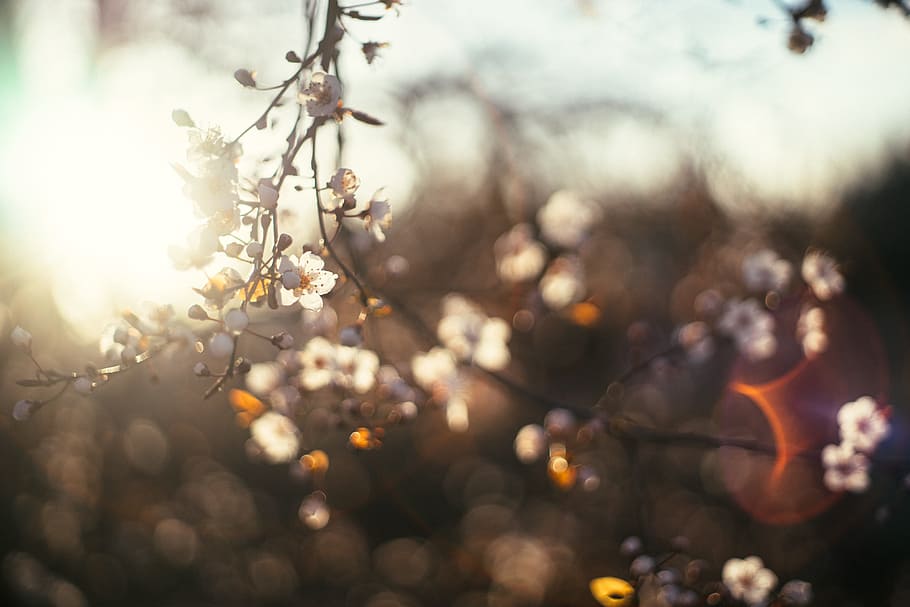 Blooming cherry tree, bokeh, evening, flower, light, nature, spring HD wallpaper