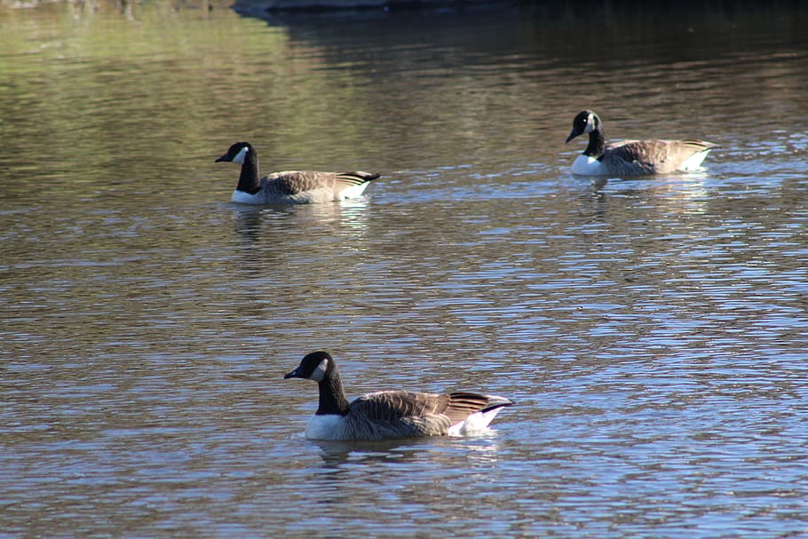 canada geese, pond, animal themes, vertebrate, bird, animals in the wild HD wallpaper
