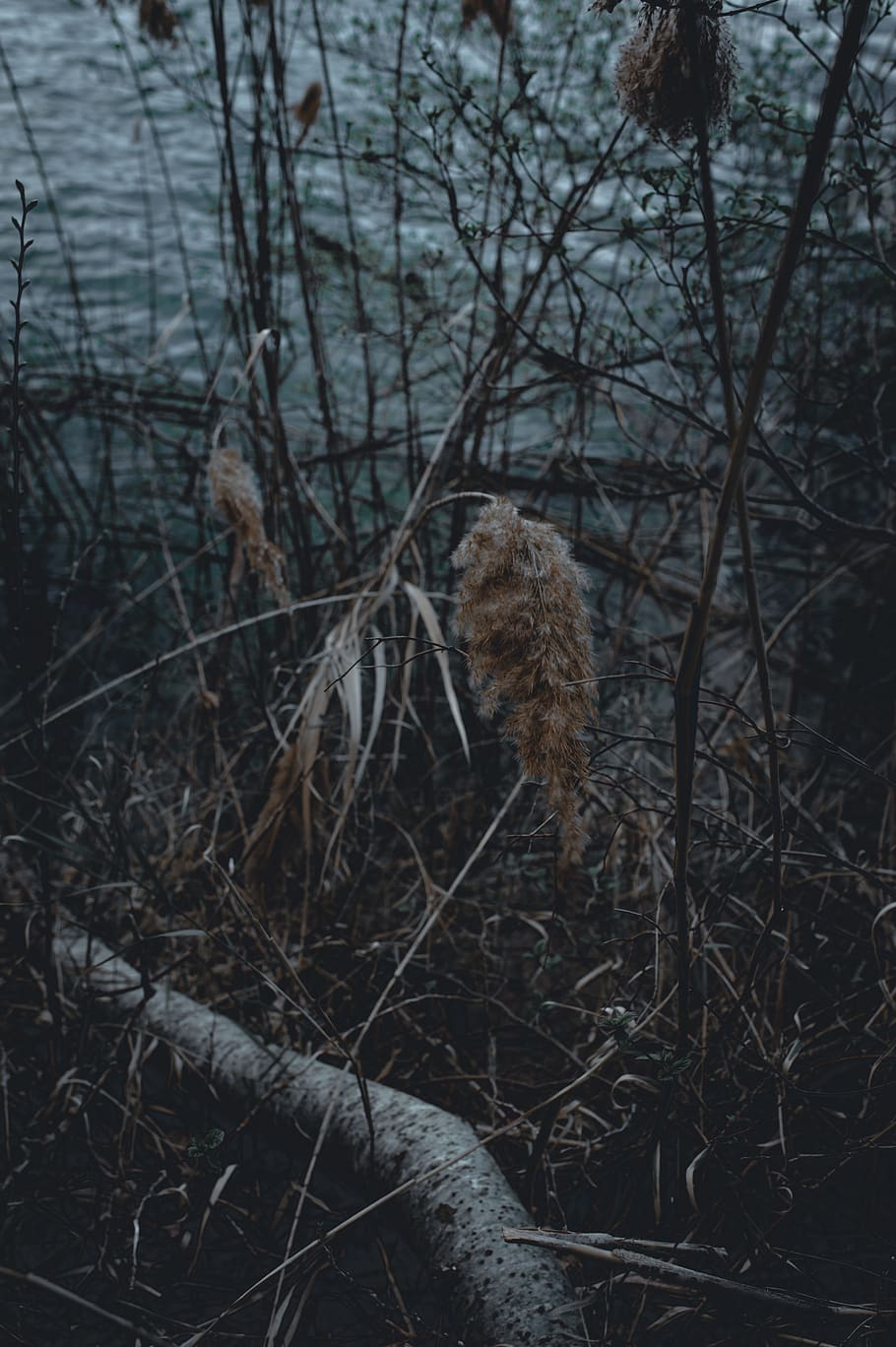 lake, trees, nature, filter, one animal, plant, no people, branch HD wallpaper