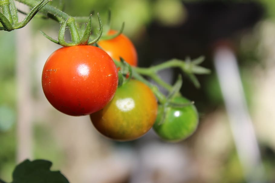 tomatoes, vegetables, eat, red, vitamins, bio, food, ripe, salad HD wallpaper