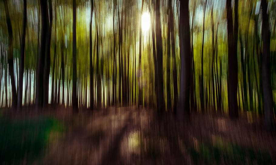 inside the forest, tree, flora, plant, land, outdoors, nature HD wallpaper