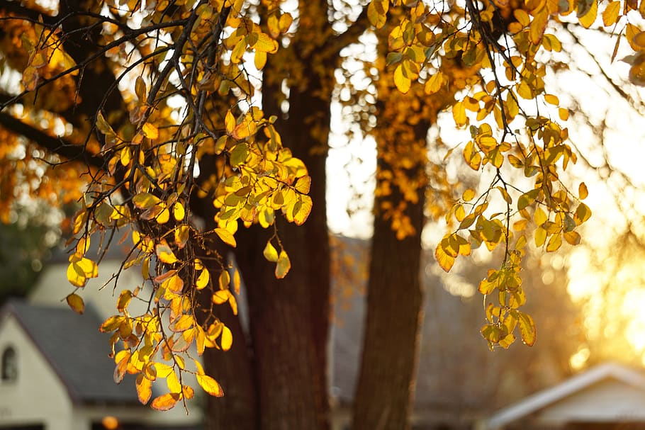 tree during golden hour, plant, tree trunk, leaf, sunlight, flare HD wallpaper