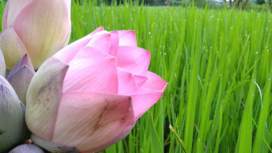 water, grass, tree, flower, lotus, plant, growth, beauty in nature HD wallpaper